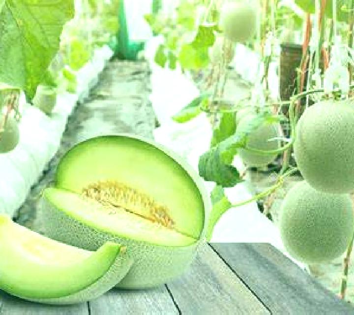Abril Alija de los Melones escort
