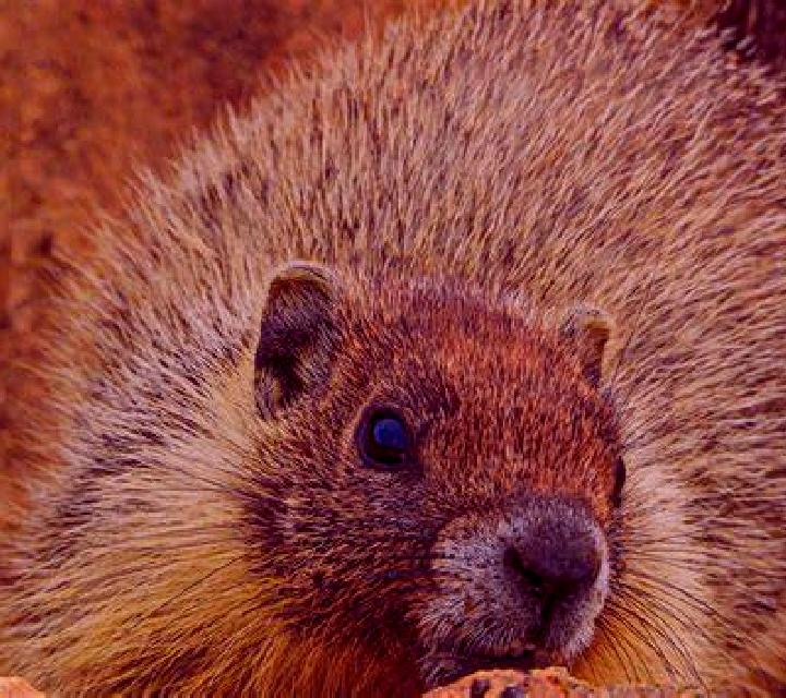 Adriana Biar escort