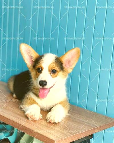 Adriana Preixens escort