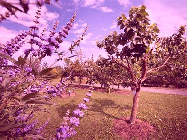 Amaya 2 Lobras escort