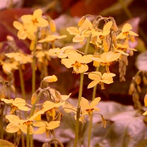 Aurora 3 Narros del Puerto escort