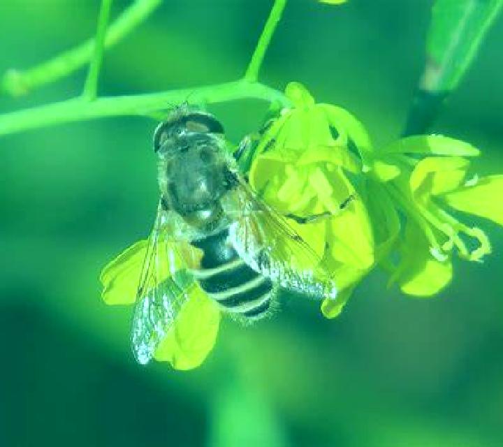 Jade 2 Araya escort