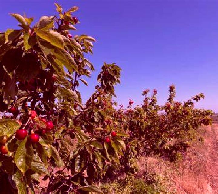 Josefina Foixa escort