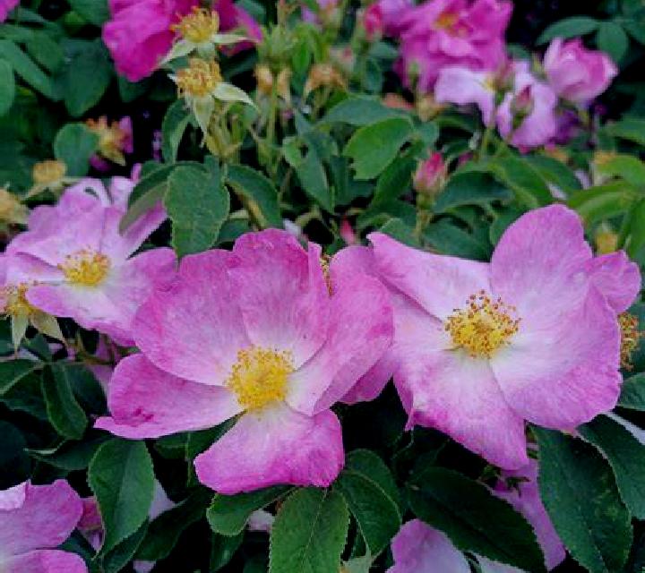 Rosa Jambrina escort