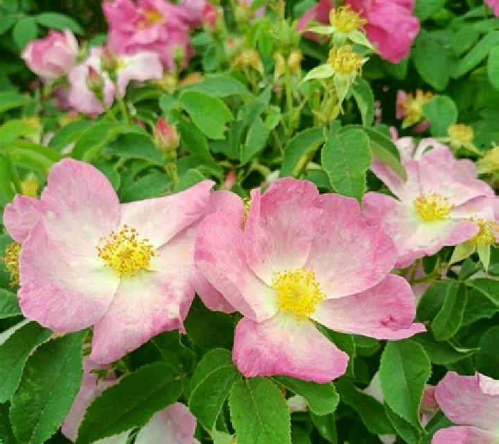 Rosa La Ercina escort