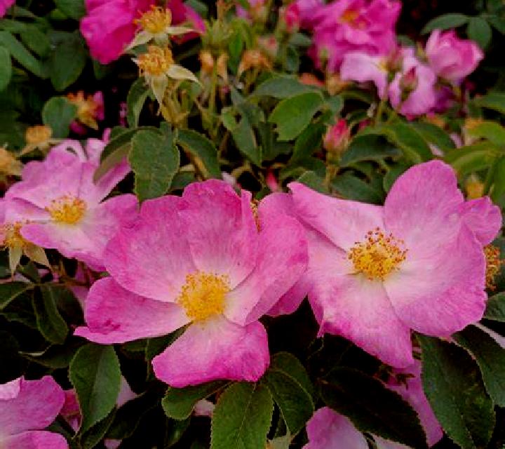 Rosa Villaturde escort